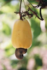 Cashewfrucht mit Nuss Cashewfrucht mit Nuss